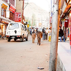 Downtown Leh - dustin larimer