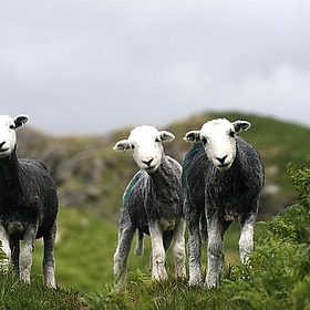 One for Harry - alancleaver_2000