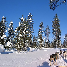 Canine propulsion system, Lapland - karaian