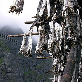 Stoccafisso - Paolo Tonon