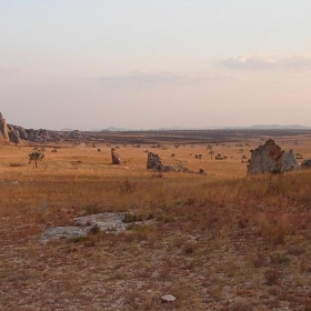 Isalo National Park, Madagascar - gripso_banana_prune