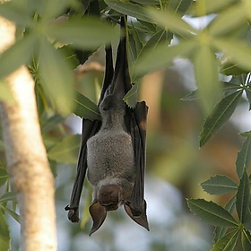 Commerson’s Leaf-nosed Bat, Tsimamampetsotsa, Madagascar - Frank.Vassen