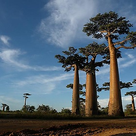 Allée des Baobabs near Morondava, Madagascar - Frank.Vassen