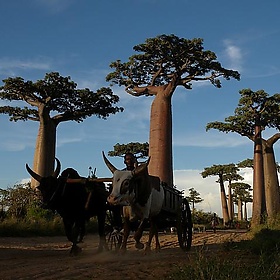 Allée des Baobabs near Morondava, Madagascar - Frank.Vassen