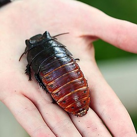 Madagascar Hissing Cockroach - PinkStock Photos!