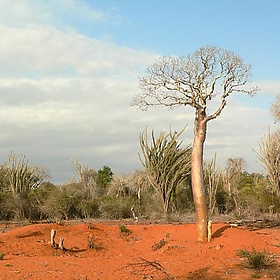Madagascar - Aleix Cabarrocas Garcia