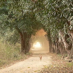 Madagascar - Aleix Cabarrocas Garcia