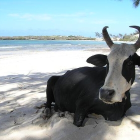 Cowliday - belgianchocolate