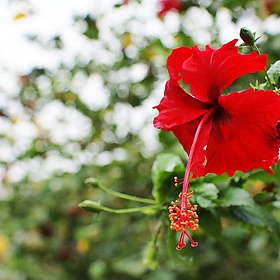 Malaysia's National Flower - azrianna