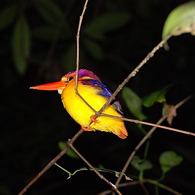 Roosting kingfisher,  Kinabatangan, Borneo, Malaysia - Paul Mannix