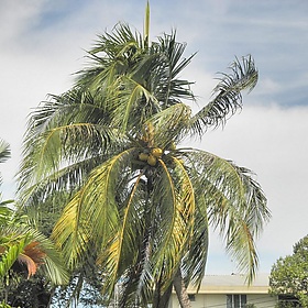 Nice Malayan Yellow Dwarf Coconut Tree @ Malaysia - thienzieyung