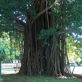 In Mauritius 2003 - An old tree - KhayaL