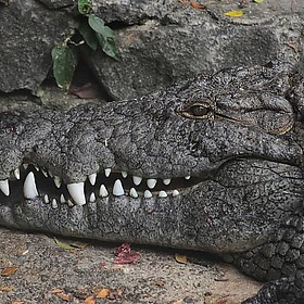 crocky - Sandy Kirchlechner