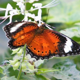 Colourful butterfly @Melbourne Zoo - zayzayem