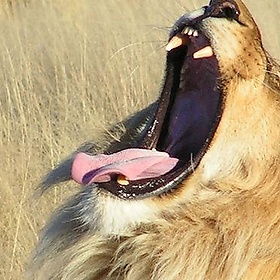 Big yawn - yaaaay