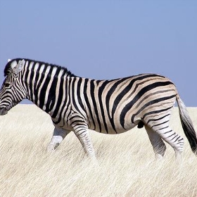 Zebra, Etosha National Park - coda