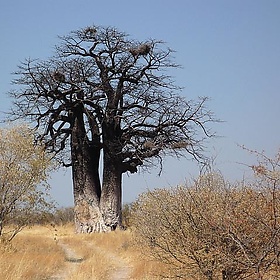 Baobab Tree I - David Barrie