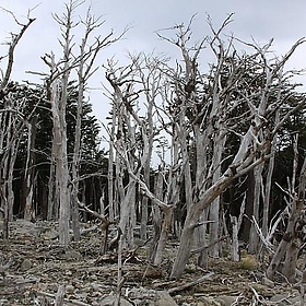 Patagonia (25) - malczyk