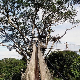 Peru 1999.50 Treetops - anoldent