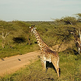 Giraffe - wwarby