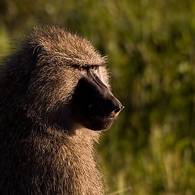 Olive Baboon - wwarby