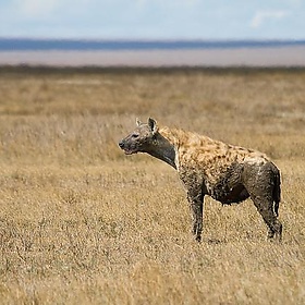 Spotted Hyena - Stig Nygaard