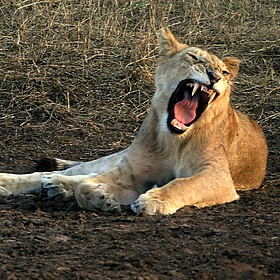 Serengeti 49 - Abeeeer