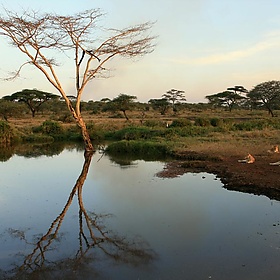 Serengeti 51 - Abeeeer