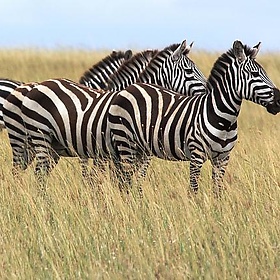 Blending Stripes - malczyk