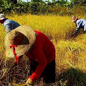 Harvest Thailand - lynhdan*away