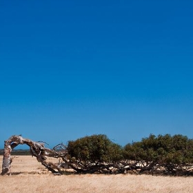 Gone Driveabout 6, Twisted Gum near Geraldton, Western Australia, 24 Oct. 2010 - PhillipC