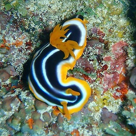 P8310055.JPG - Olivier Lejade