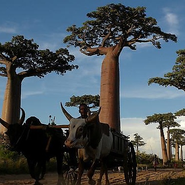 Madagascar
