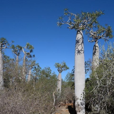 Madagascar