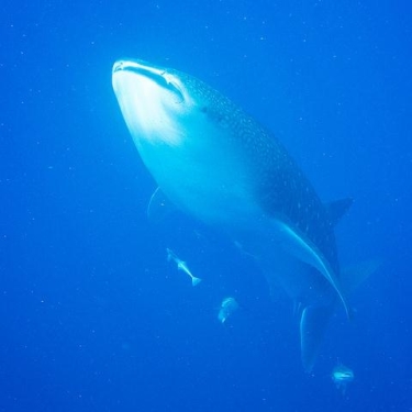 Ningaloo