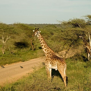 Serengeti