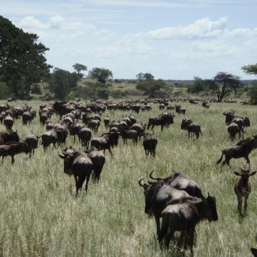 Serengeti