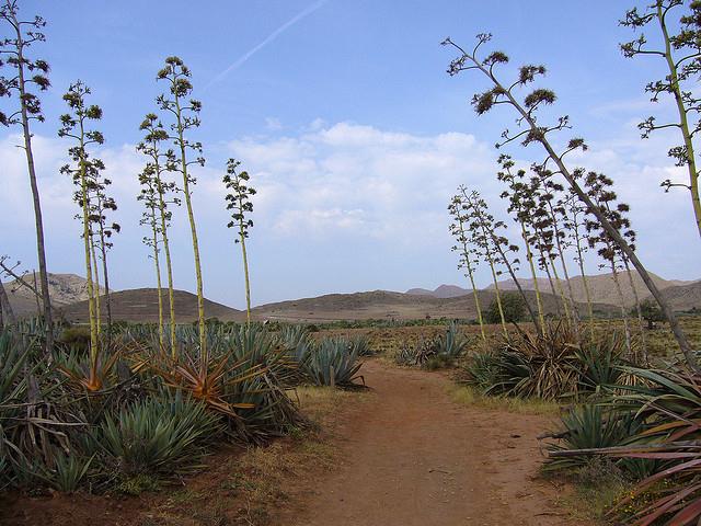 Camino