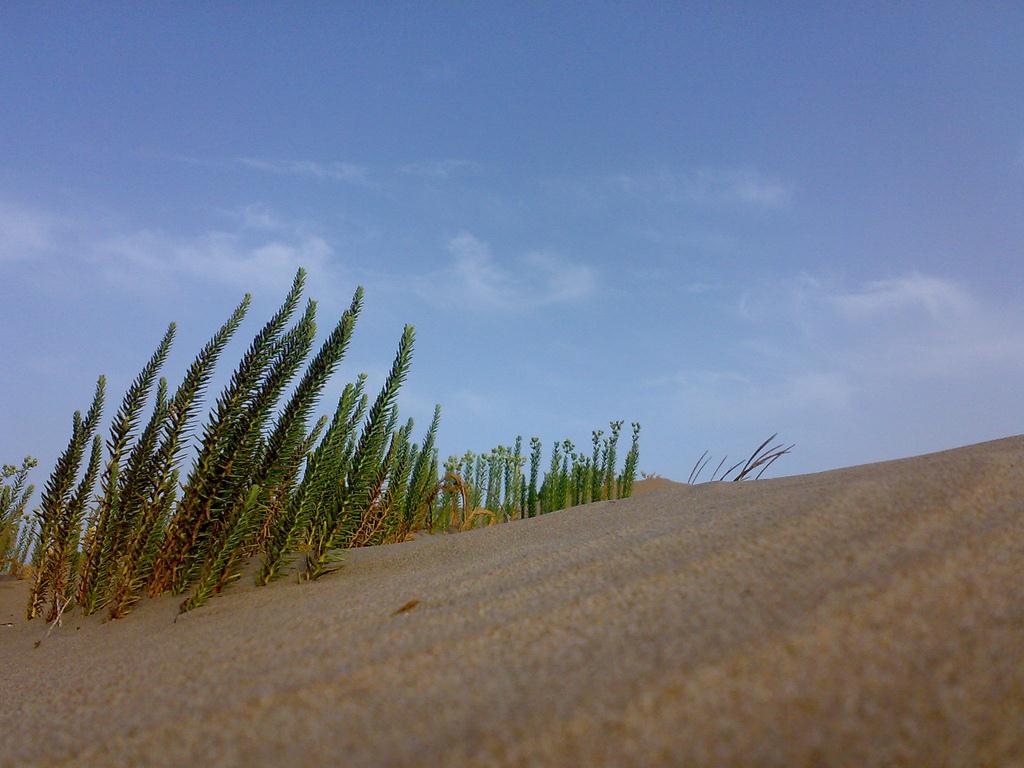 Dunar