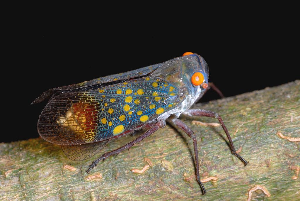 Planthopper (Fulgoridae)