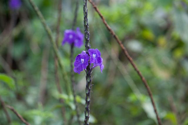 Costa Rica - Flowers