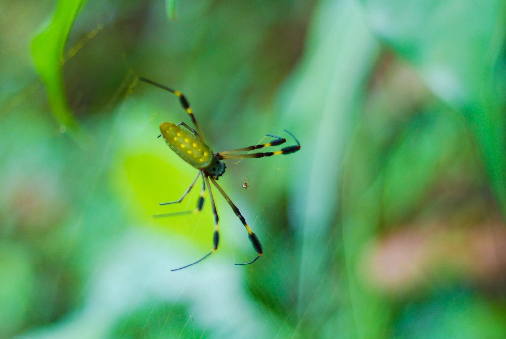 Costa Rica. On the Chocolate Tour