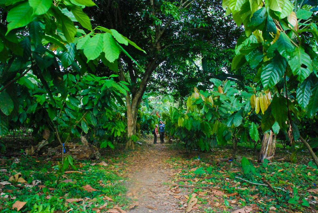 Costa Rica. On the Chocolate Tour