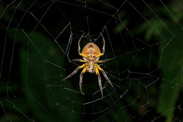 Spider with prey 4