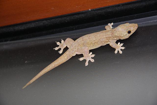Mr. Gecko - Royal Davui Resort - Beqa Lagoon - Fiji