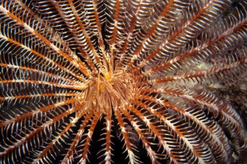 Symmetry - feather star in Fiji