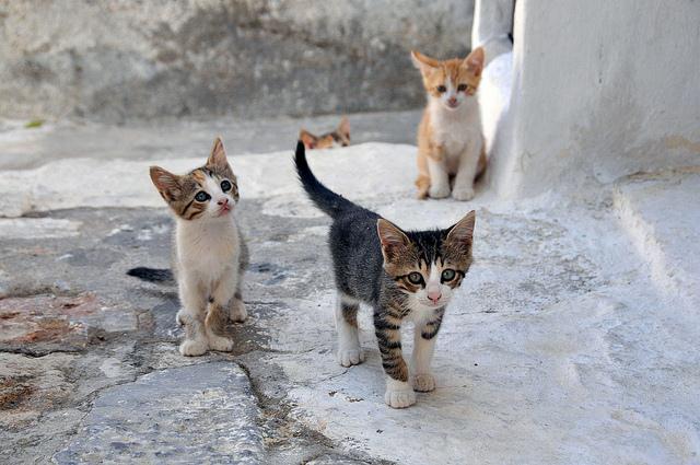 Chora, Astypalea / Greece