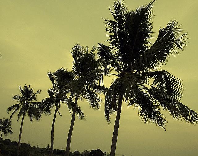Treeline