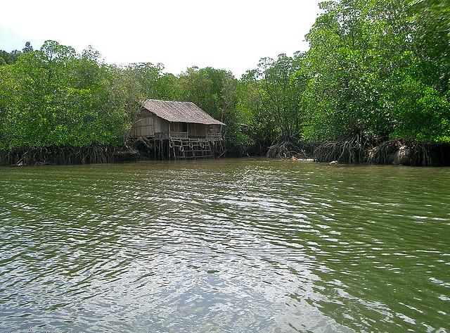 Mangrove Forest, Bintan Island, Indonesia