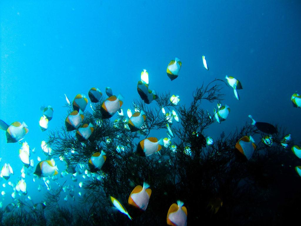 Scuba diving Indonesia - Bali - Komodo - Bunaken 2008